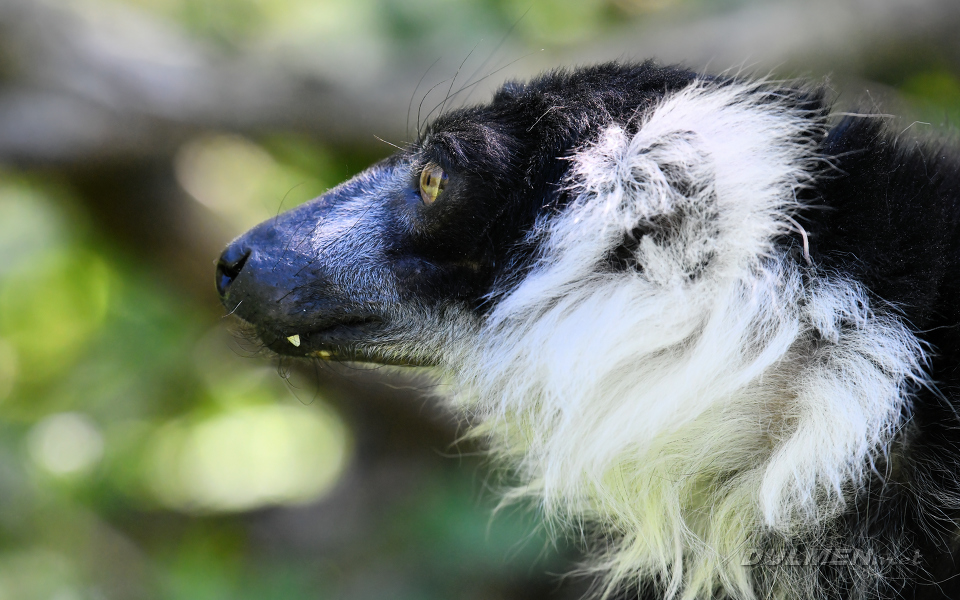 Black-and-white Ruffed Lemur (Varecia variegata)